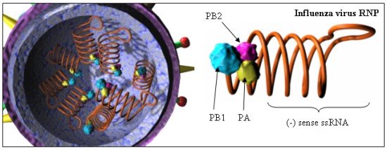 influenza rnp