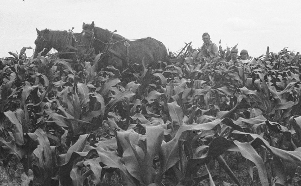 1922_GrandpaKahnke_w_Herb_Marion_cultivating