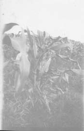 1920_Marian_and_Herb_hiding_in_corn