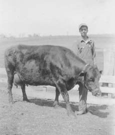 1933 Herb and cow